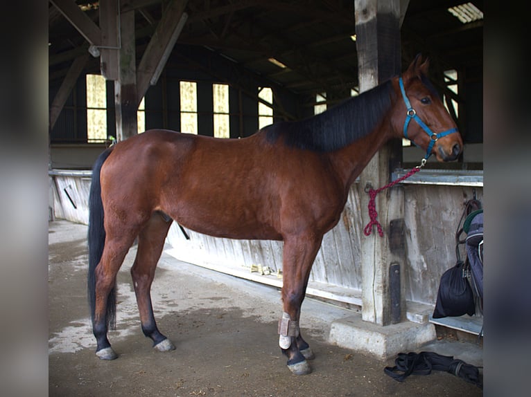 Trotón francés Caballo castrado 6 años 165 cm Castaño in Saint-Pol-sur-Ternoise