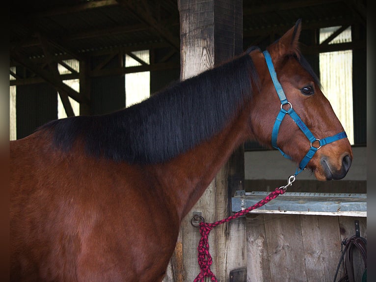 Trotón francés Caballo castrado 6 años 165 cm Castaño in Saint-Pol-sur-Ternoise