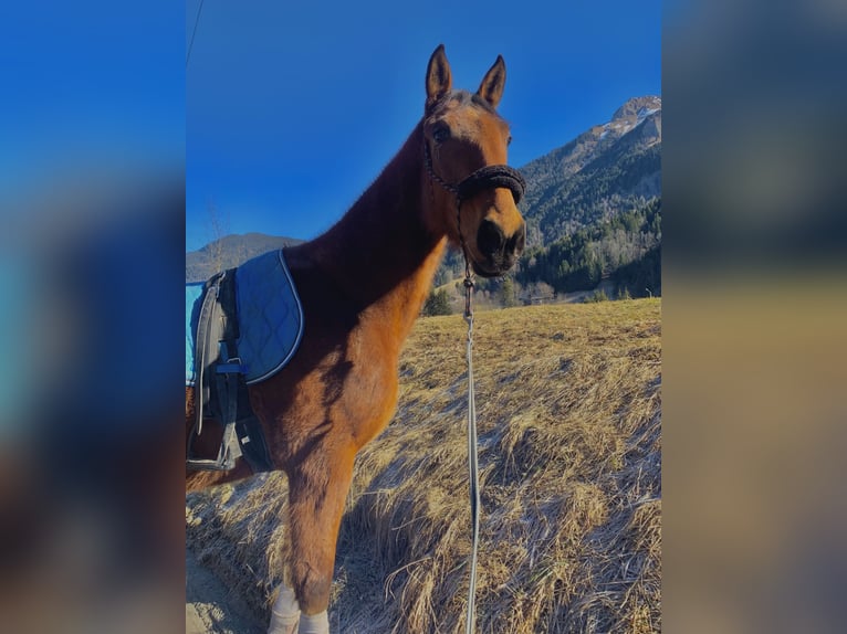 Trotón francés Caballo castrado 6 años 175 cm Castaño in Saint-Gervais-les-Bains