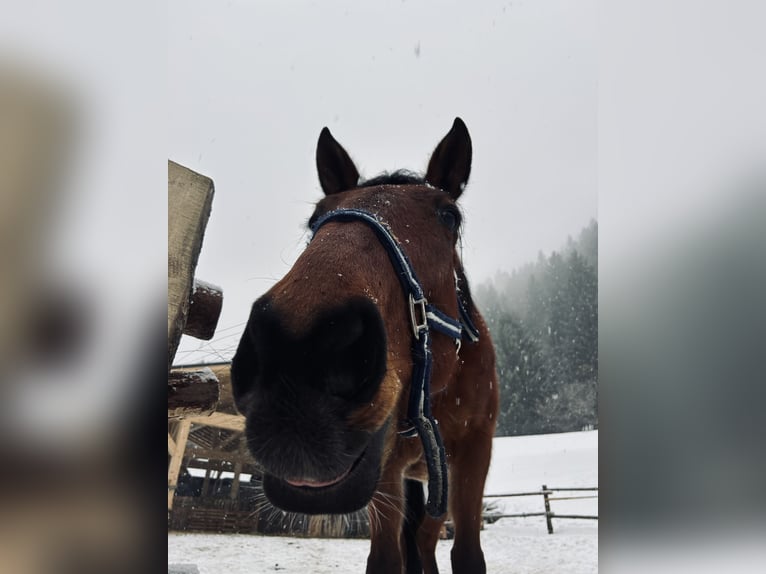 Trotón francés Caballo castrado 6 años 175 cm Castaño in Saint-Gervais-les-Bains