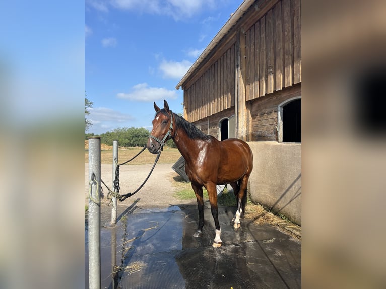Trotón francés Caballo castrado 7 años 160 cm Castaño in Bordeaux