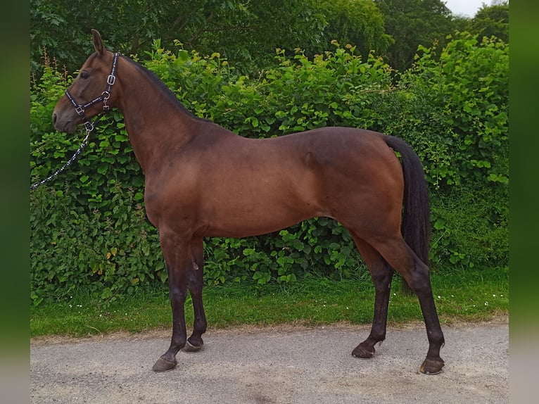 Trotón francés Caballo castrado 7 años 160 cm Castaño oscuro in Champ-Haut