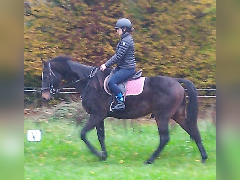 Trotón francés Caballo castrado 7 años 160 cm Castaño oscuro in Champ-Haut