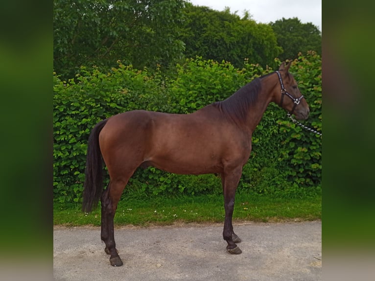 Trotón francés Caballo castrado 7 años 160 cm Castaño oscuro in Champ-Haut