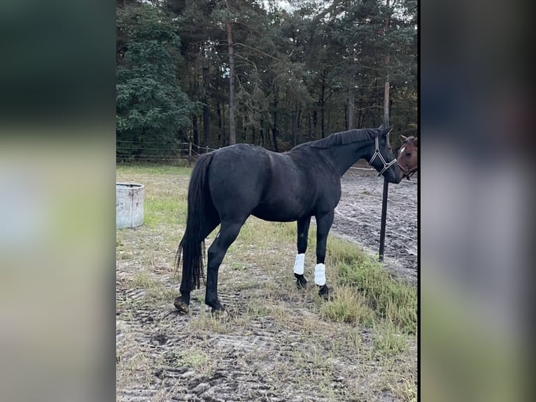 Trotón francés Caballo castrado 7 años 163 cm Negro in Wahrenholz