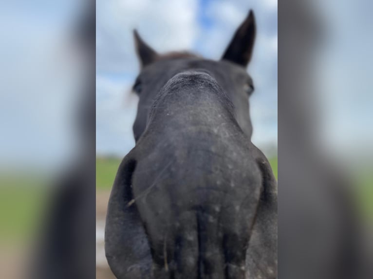 Trotón francés Caballo castrado 7 años 163 cm Negro in Wahrenholz