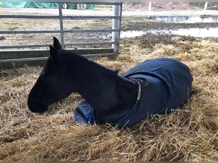 Trotón francés Caballo castrado 7 años 163 cm Negro in Wahrenholz