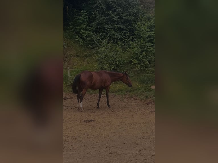 Trotón francés Caballo castrado 7 años 165 cm Castaño in Sebnitz