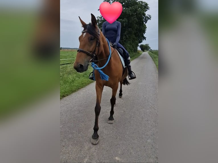 Trotón francés Caballo castrado 8 años 158 cm Castaño in Weyhe