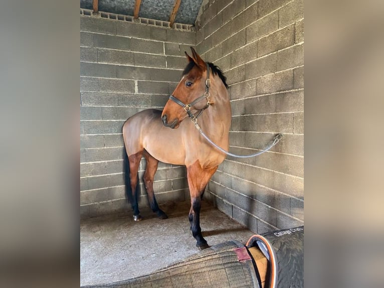 Trotón francés Caballo castrado 8 años 160 cm Castaño in Hannonville-suzémont