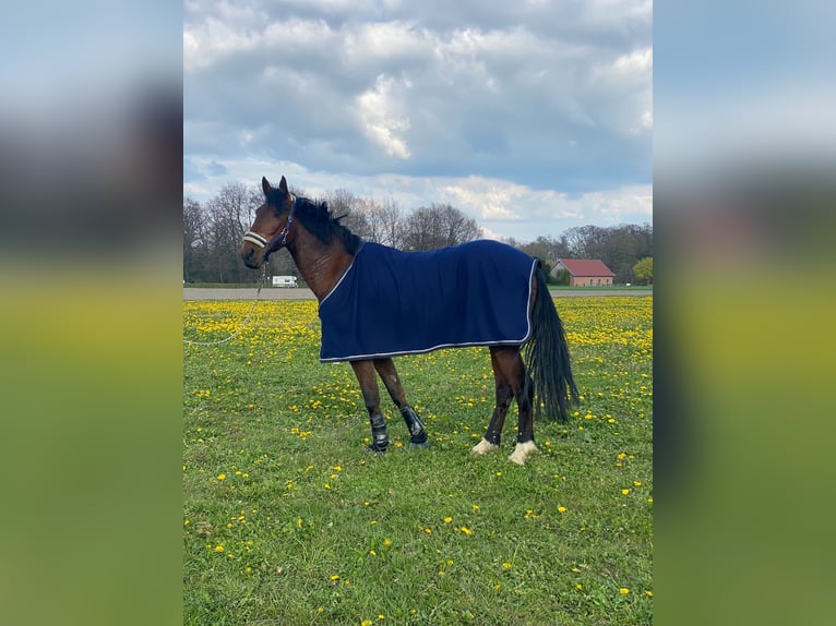 Trotón francés Caballo castrado 8 años 164 cm Castaño oscuro in NRW