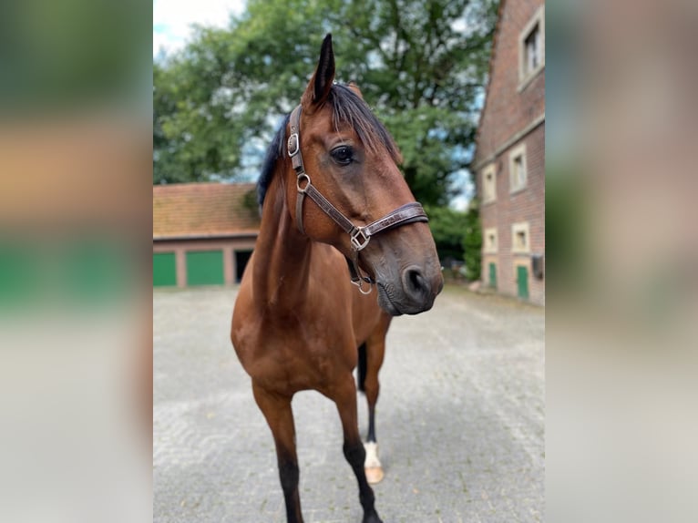 Trotón francés Caballo castrado 8 años 164 cm Castaño oscuro in NRW