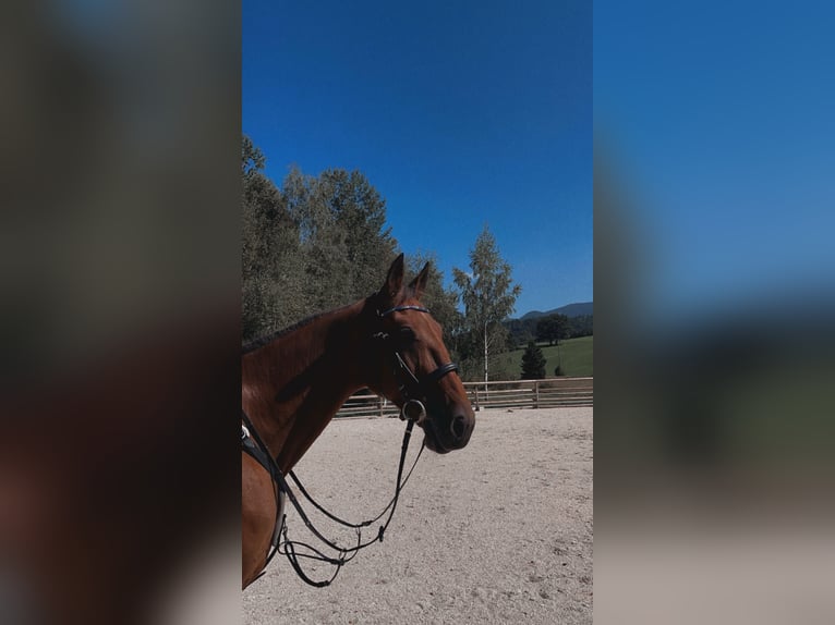 Trotón francés Caballo castrado 8 años 165 cm Castaño in Siegsdorf