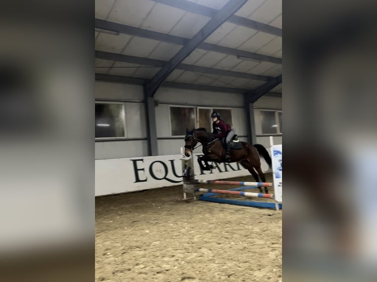 Trotón francés Caballo castrado 8 años 167 cm Castaño rojizo in Berceni