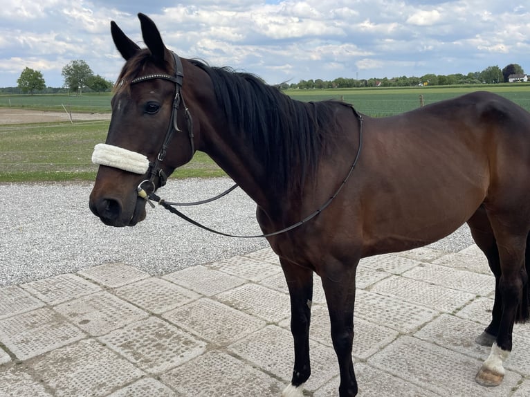Trotón francés Caballo castrado 8 años 170 cm Castaño in Kaufering