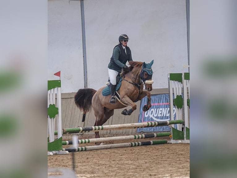 Trotón francés Caballo castrado 8 años 172 cm Alazán in Santander