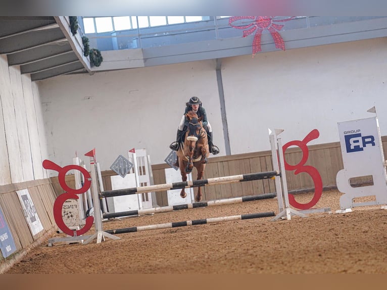 Trotón francés Caballo castrado 8 años 172 cm Alazán in Santander