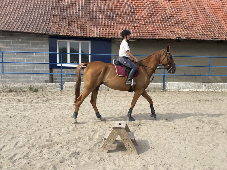 Trotón francés Caballo castrado 8 años 175 cm Alazán in Steenwerck