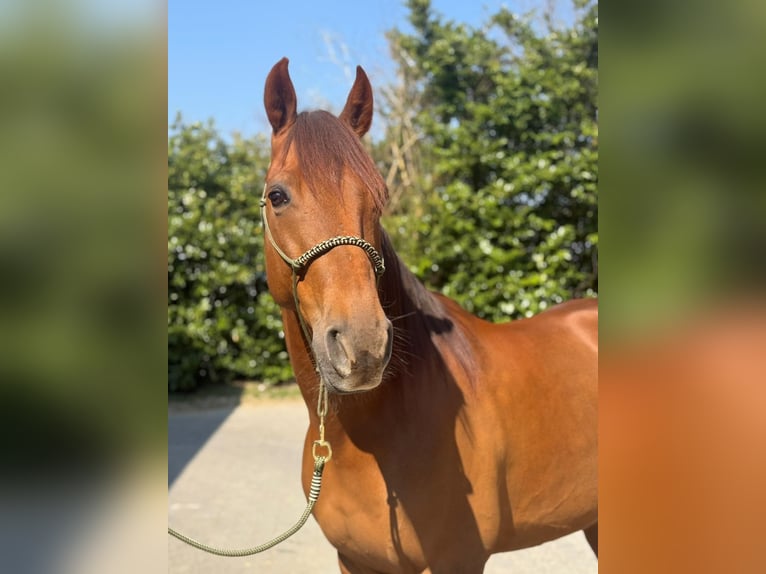 Trotón francés Caballo castrado 8 años Alazán in Mägenwil