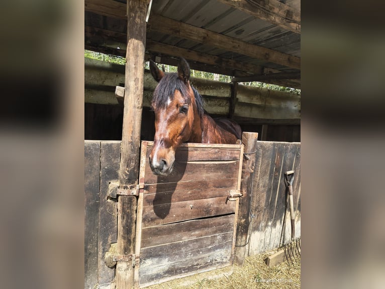 Trotón francés Caballo castrado 8 años in Rub&#xED;