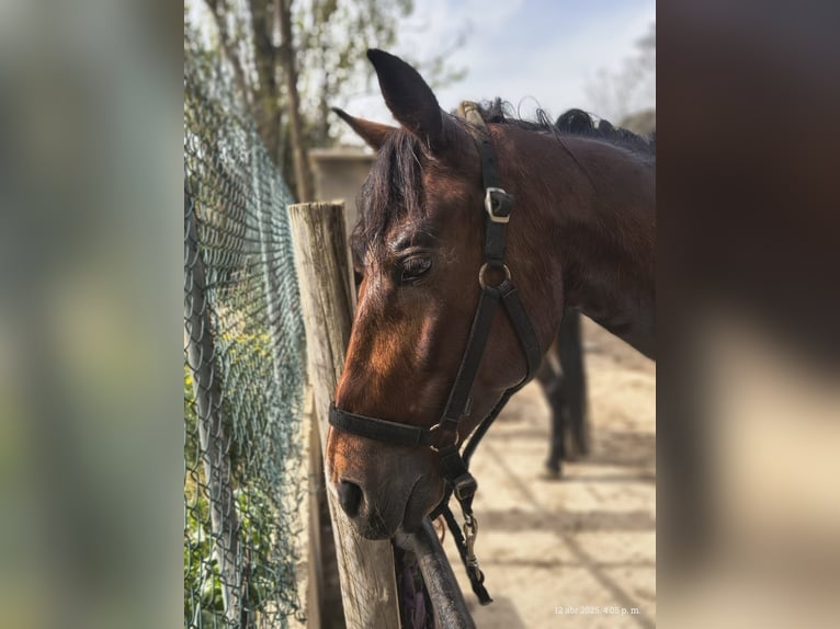Trotón francés Caballo castrado 8 años in Rub&#xED;