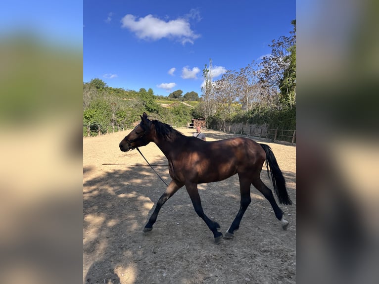 Trotón francés Caballo castrado 8 años in Rub&#xED;