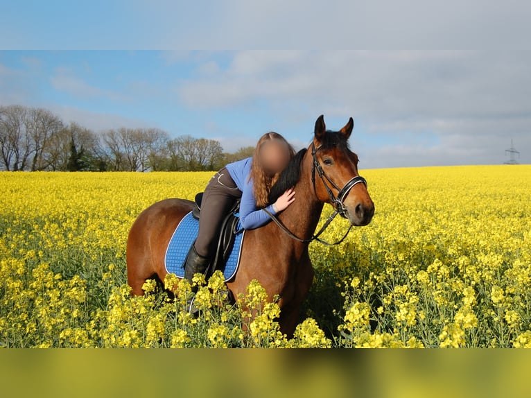 Trotón francés Caballo castrado 9 años 160 cm Castaño in Ratingen