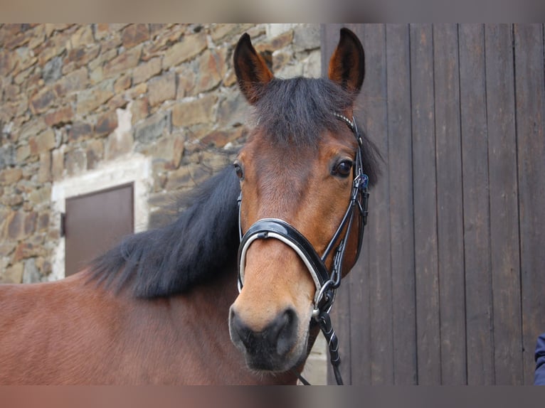 Trotón francés Caballo castrado 9 años 160 cm Castaño in Ratingen