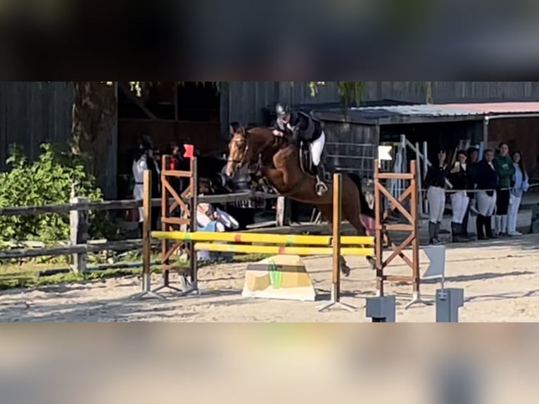 Trotón francés Caballo castrado 9 años 165 cm Castaño in Ouistreham