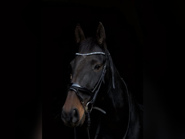 Trotón francés Caballo castrado 9 años 168 cm Castaño oscuro in Essen