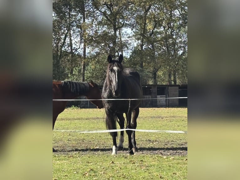 Trotón francés Caballo castrado 9 años 170 cm Negro in Biscarrosse