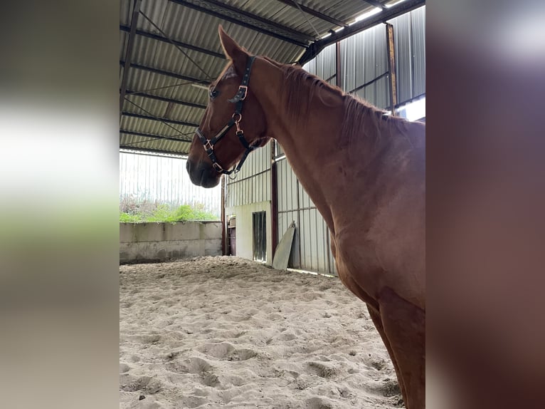 Trotón francés Caballo castrado 9 años 175 cm Alazán in Steenwerck