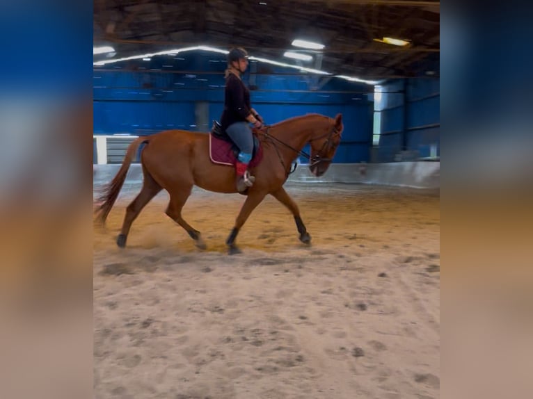 Trotón francés Caballo castrado 9 años 175 cm Alazán in Steenwerck