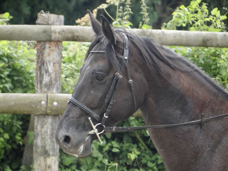 Trotón francés Semental 10 años 160 cm Negro in Solers