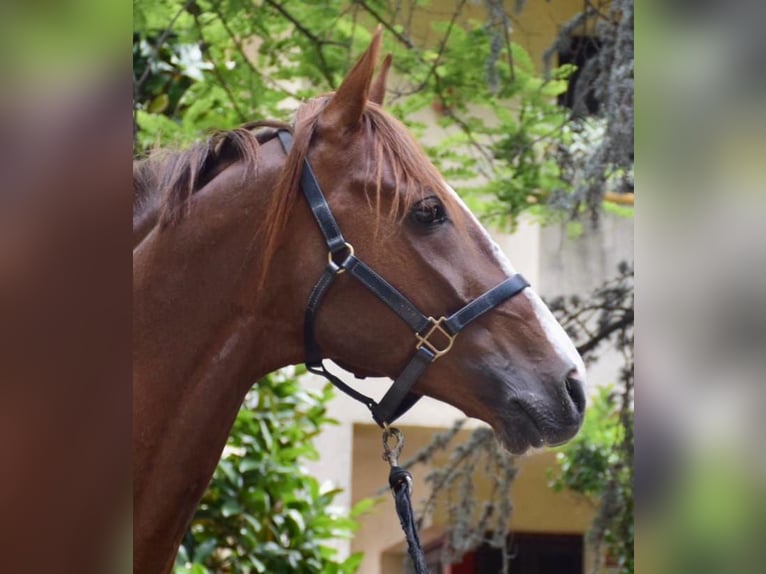 Trotón francés Semental 11 años Alazán in Santa perpetua