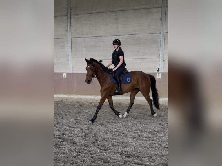 Trotón francés Semental 4 años 170 cm Castaño in Billy-Berclau