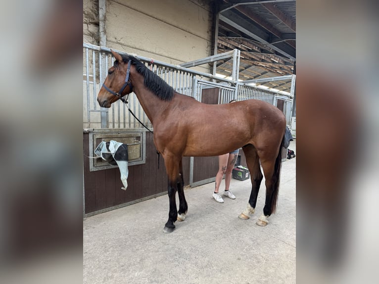 Trotón francés Semental 4 años 170 cm Castaño in Billy-Berclau