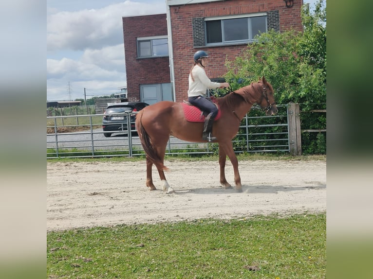 Trotón francés Yegua 4 años 165 cm  in Vichte
