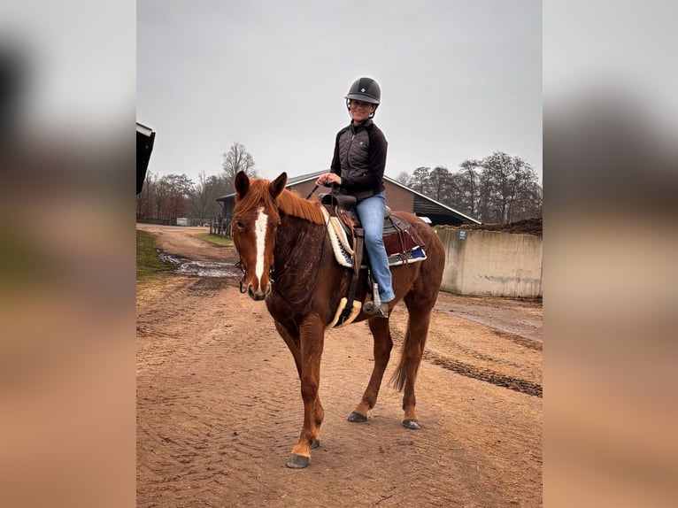 Trotón francés Yegua 4 años 166 cm Alazán in Nijkerk