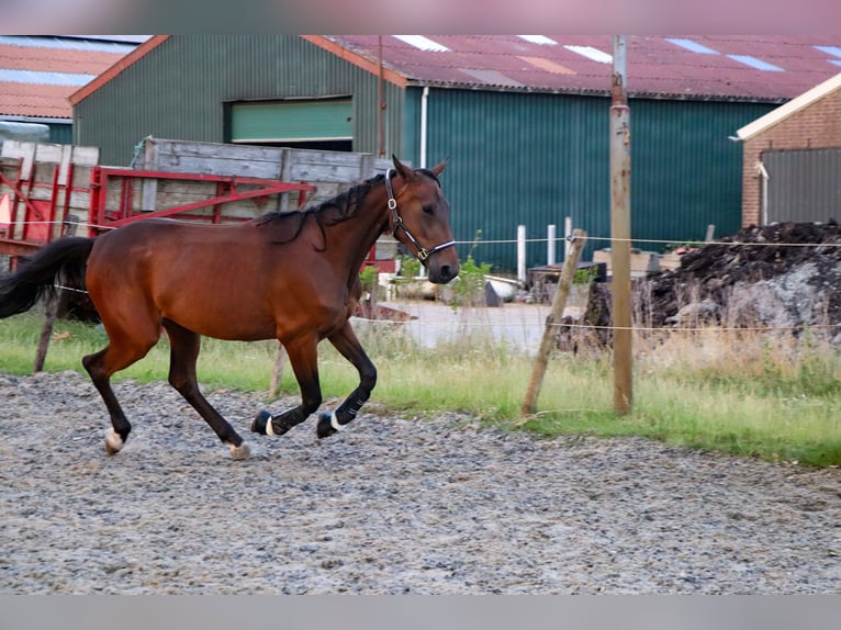 Trotón francés Yegua 4 años 167 cm Castaño oscuro in Den bommel