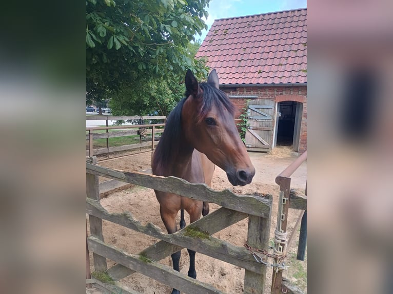 Trotón francés Yegua 5 años 158 cm Castaño in Lüneburg