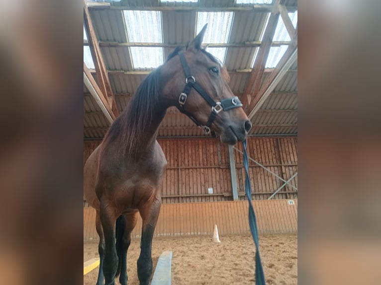 Trotón francés Yegua 5 años 158 cm Castaño in Lüneburg