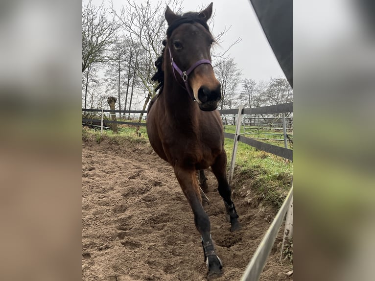 Trotón francés Mestizo Yegua 5 años 160 cm Castaño oscuro in Hilversum