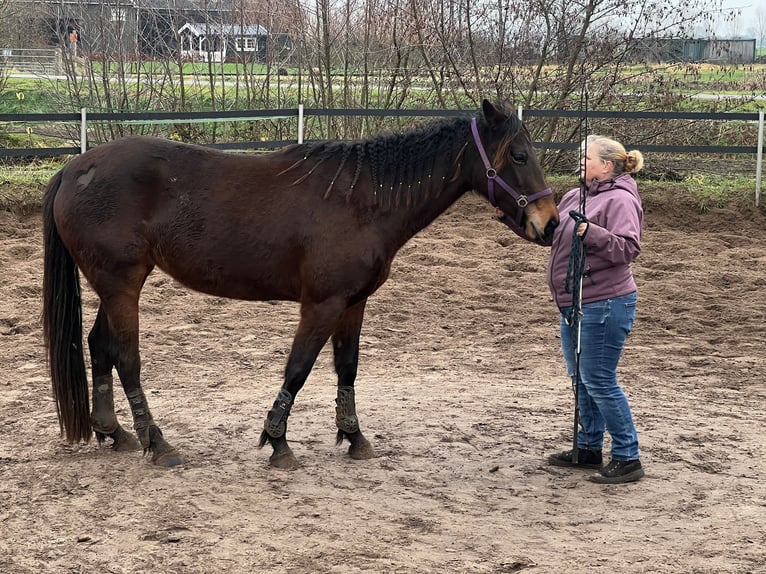 Trotón francés Mestizo Yegua 5 años 160 cm Castaño oscuro in Hilversum