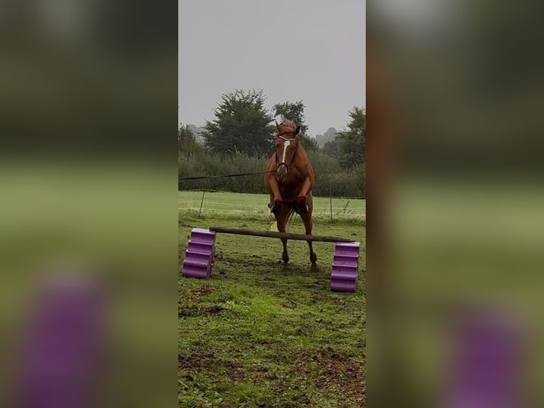 Trotón francés Yegua 5 años 165 cm Alazán in Selm
