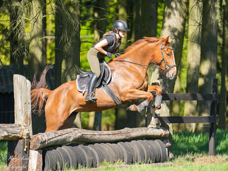 Trotón francés Yegua 5 años 166 cm Alazán in Nijkerk