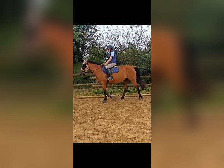 Trotón francés Yegua 6 años 162 cm Castaño in manoi