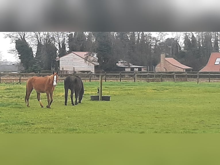 Trotón francés Yegua 6 años Castaño in Herzele