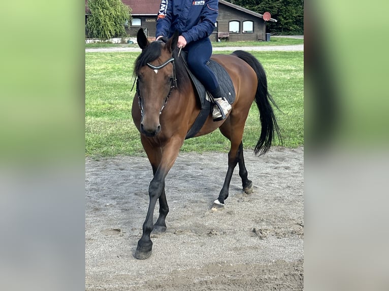 Trotón francés Yegua 7 años 157 cm Castaño in Castrop-Rauxel