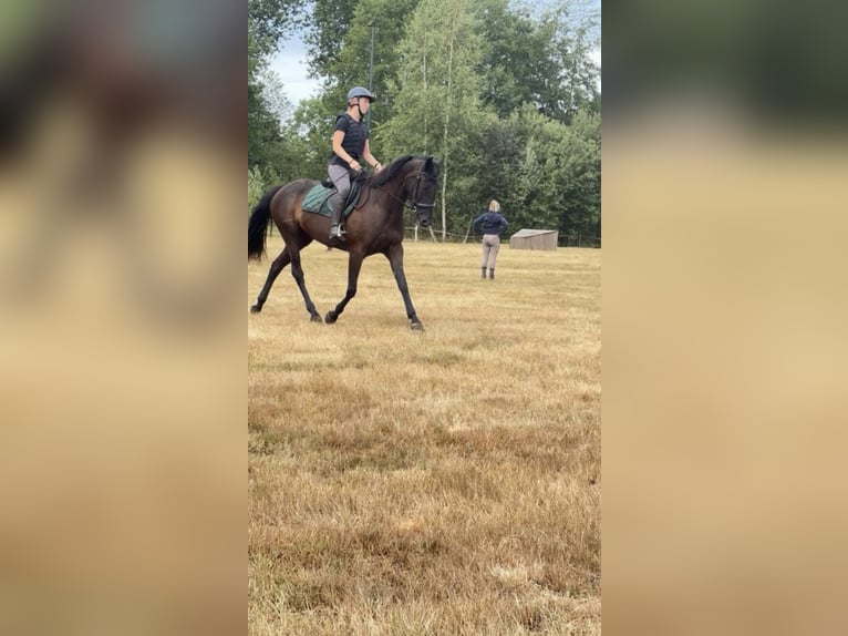 Trotón francés Yegua 7 años 160 cm Negro in Heusden